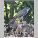 Accipiter nisus - Sperber 01c - Garten.jpg